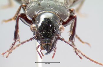 Media type: image;   Entomology 5644 Aspect: head frontal view